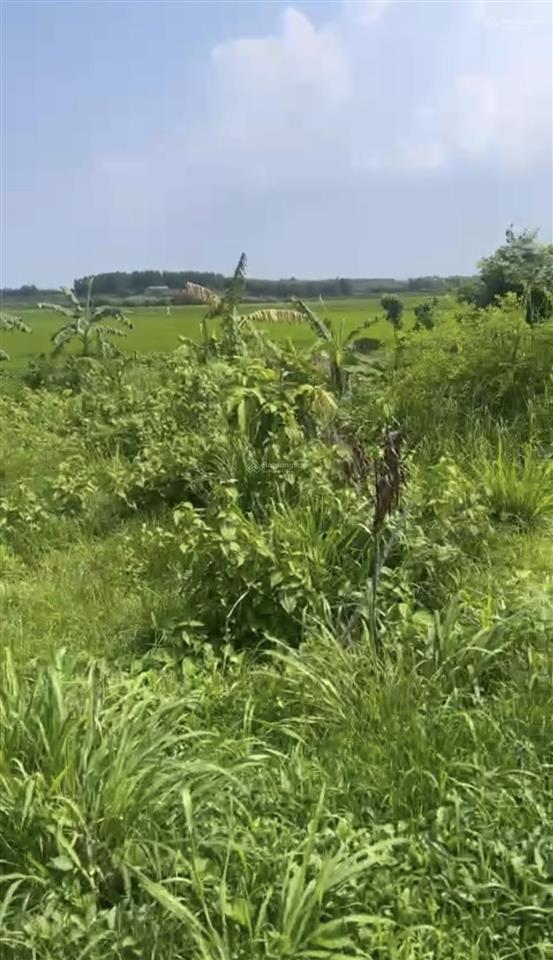 Đất 1.800m2 xã đất đỏ bà rịa cách bánh canh long hương 15km