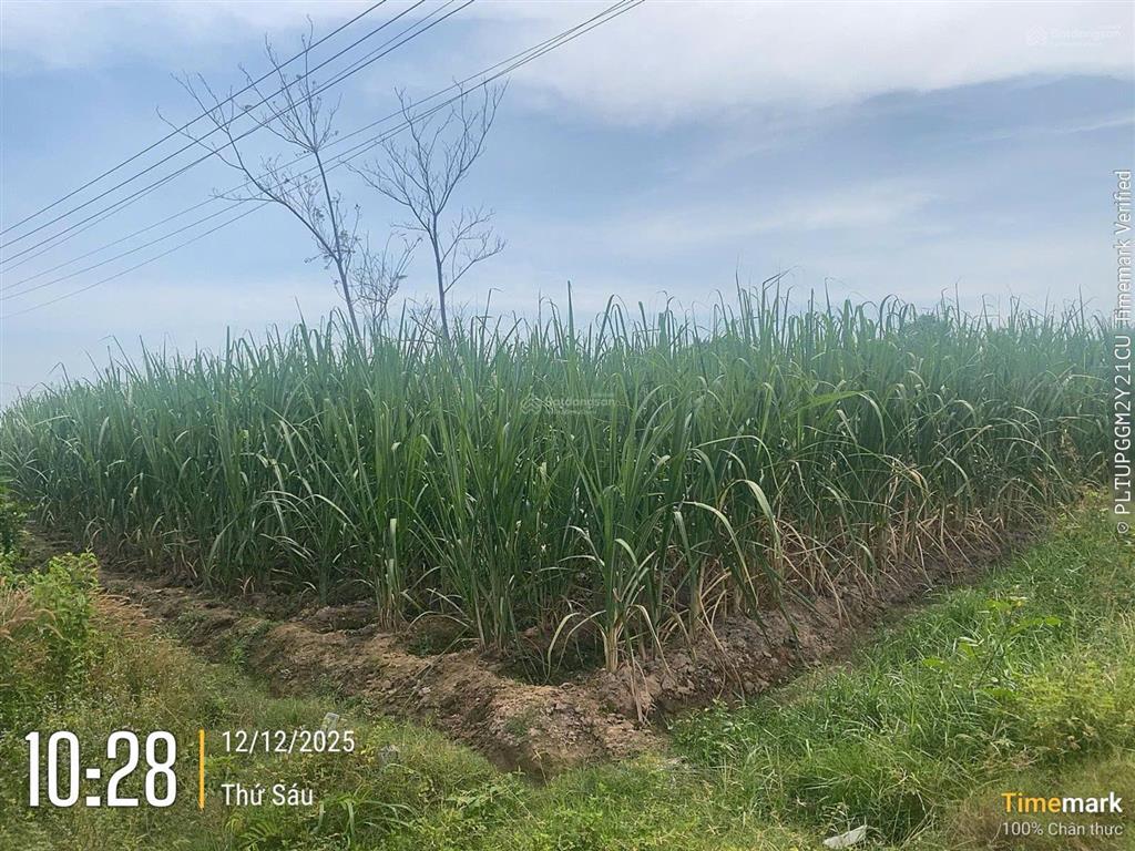 Bán đất tại xuân đông, cẩm mỹ, đồng nai, 12 tỷ, 7129 m2