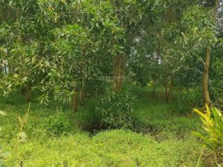 Bèo nhất hương lộ 12  dt 2.143,9m2 có 300m2 thổ cư  giá 9 tỉ long phước, long thành