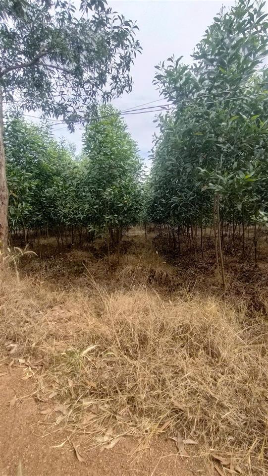Đất thương mại dịch vụ sân bay dt 10184,8m2, 4,5 tr/m  2 mặt tiền rộng khủng sát cổng sân bay