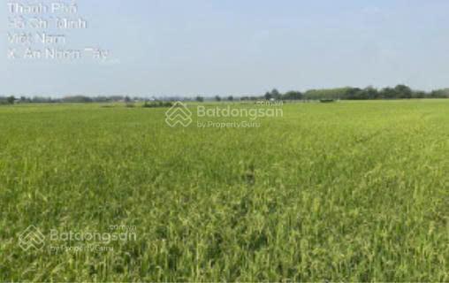 Cần bán đất vườn đường gốc rưng, xã an nhơn tây, hồ chí minh, dt 5016 m2. giá chỉ 27 tỷ vnd