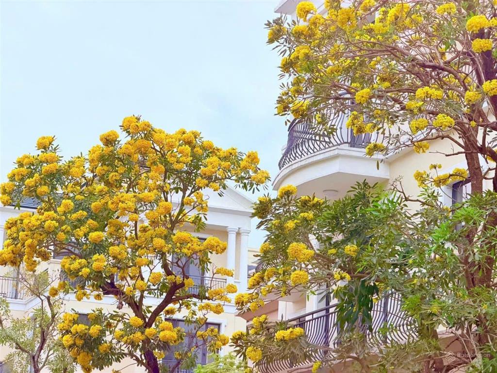 Cập nhật bảng giá mới nhất tháng 5/2026 liền kề vinhome ocean park. cơ hội cuối cùng nhà giá rẻ
