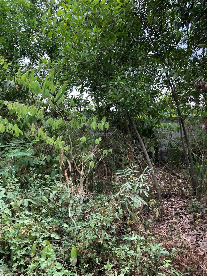 Bán đất vườn mặt tiền đường bờ kênh đông thạnh hóc môn 500m2, giá chỉ 2 tỷ