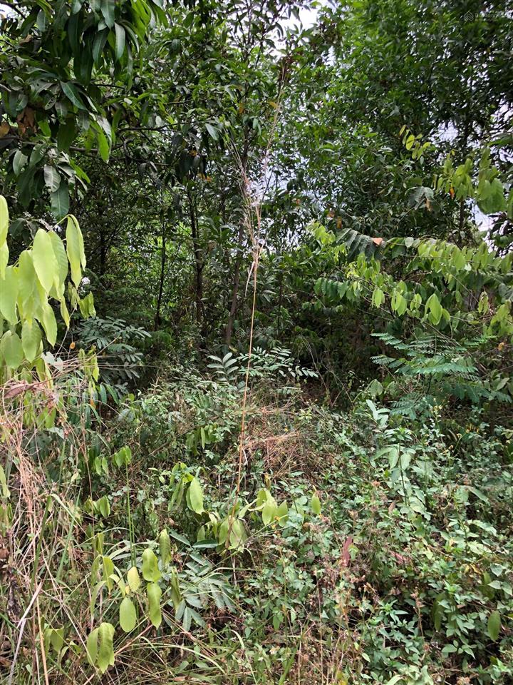 Bán đất vườn mặt tiền đường bờ kênh đông thạnh hóc môn 500m2, giá chỉ 2 tỷ