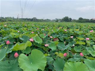 Nhà yến trang trại 35 tỷ bán 2.2ha mặt tiền quốc lộ 1a gần ubnd xã hồng sơn, cách phan thiết 25km