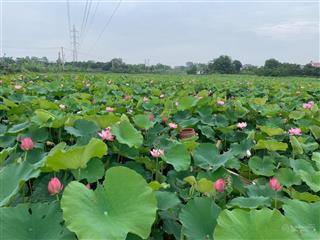 Bán 7690m2, 58.3x131m mặt tiền ql711, thuận hòa, hàm thuận bắc, phan thiết, giá 11,5 tỷ