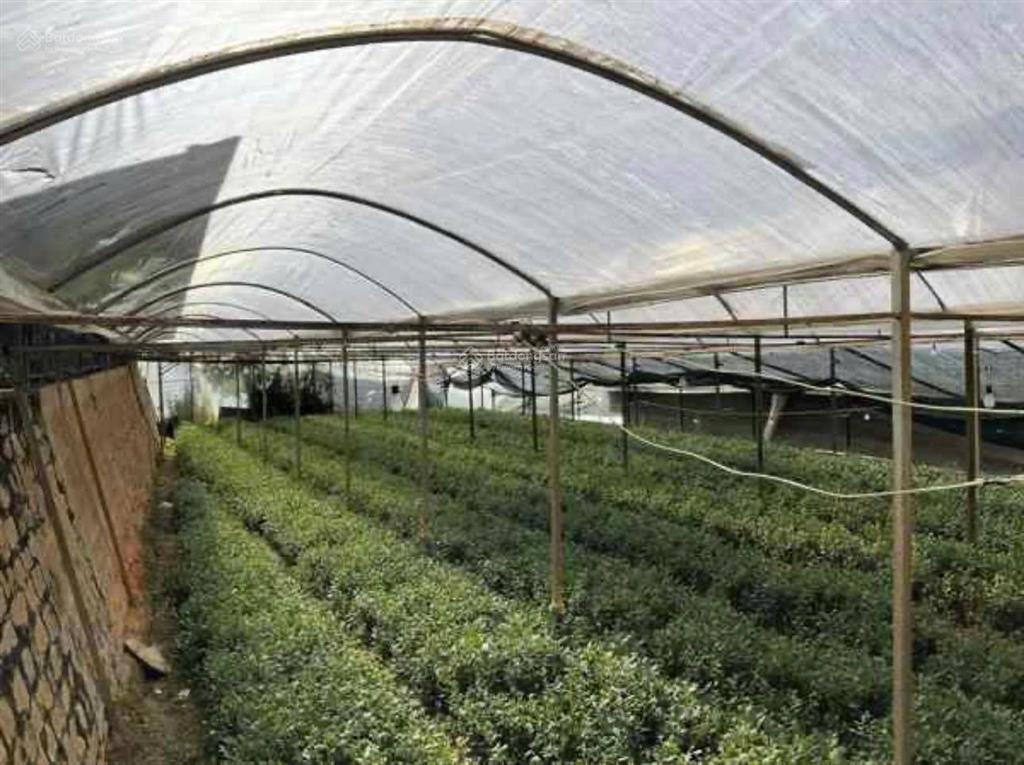 Bán nhà  đất thổ cư tại hùng vương, phường lâm viên, đà lạt, 1255m2