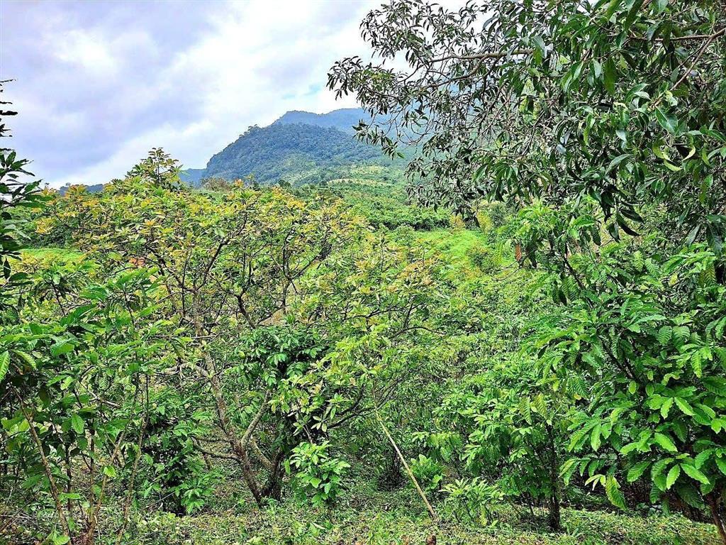 Đất mặt đường nhựa, ô tô vào tận nơi, view đẹp, không khí mát, sổ hồng riêng, giá rẻ