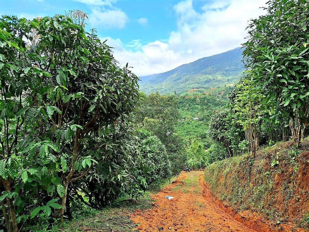 Đất mặt đường nhựa, ô tô vào tận nơi, view đẹp, không khí mát, sổ hồng riêng, giá rẻ