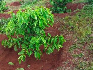 Bán 1.4ha đất đỏ đường bê tông, xã lộc quang, lộc ninh