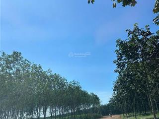 Hàng hiếm tại minh thạnh, dầu tiếng, bình dương, 64 tỷ, 48088m2