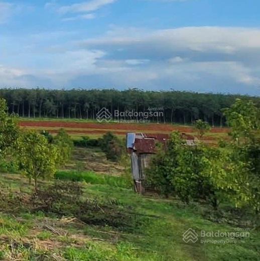 Bán đất tại xã phước thiện, bù đốp, nay là hưng phước, đồng nai, giá tốt 8,1 tỷ, 9100 m2 có 100tc