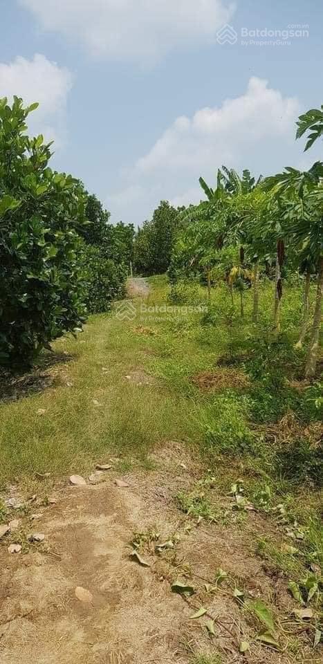 Bán 7 công đất vườn tại ấp mỹ tường, xã thiện trung, huyện cái bè, tiền giang, 13,2 tỷ, 7132 m2