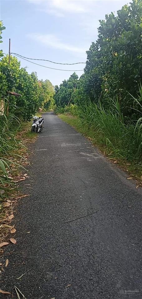 Bán 7 công đất vườn tại ấp mỹ tường, xã thiện trung, huyện cái bè, tiền giang, 13,2 tỷ, 7132 m2