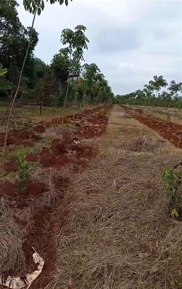 Bán hơn 2,1 mẫu cao su mới trồng mt đường nhựa ở thanh hòa, bù đốp, bình phước