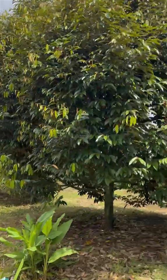 Bán gần 5,3 mẫu đất tại thanh hòa, bù đốp
