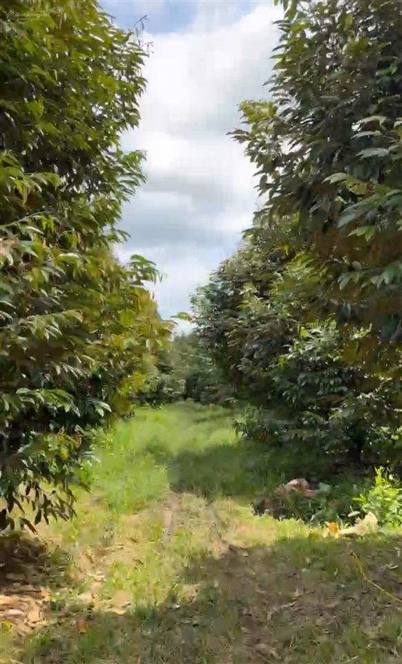 Bán gần 5,3 mẫu đất tại thanh hòa, bù đốp