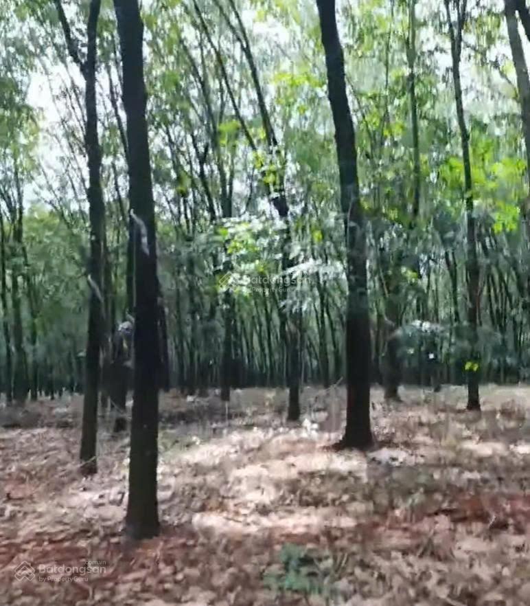 Bán đất đường bê tông cách đt 756 chỉ 800m, lộc quang, lộc ninh, bình phước