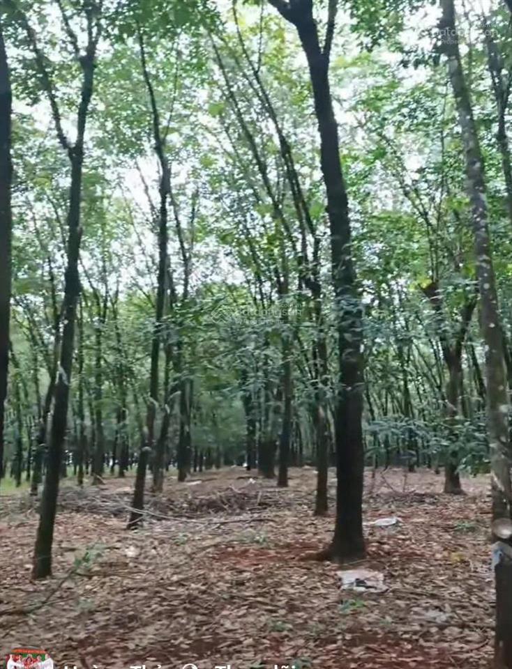Bán đất đường bê tông cách đt 756 chỉ 800m, lộc quang, lộc ninh, bình phước