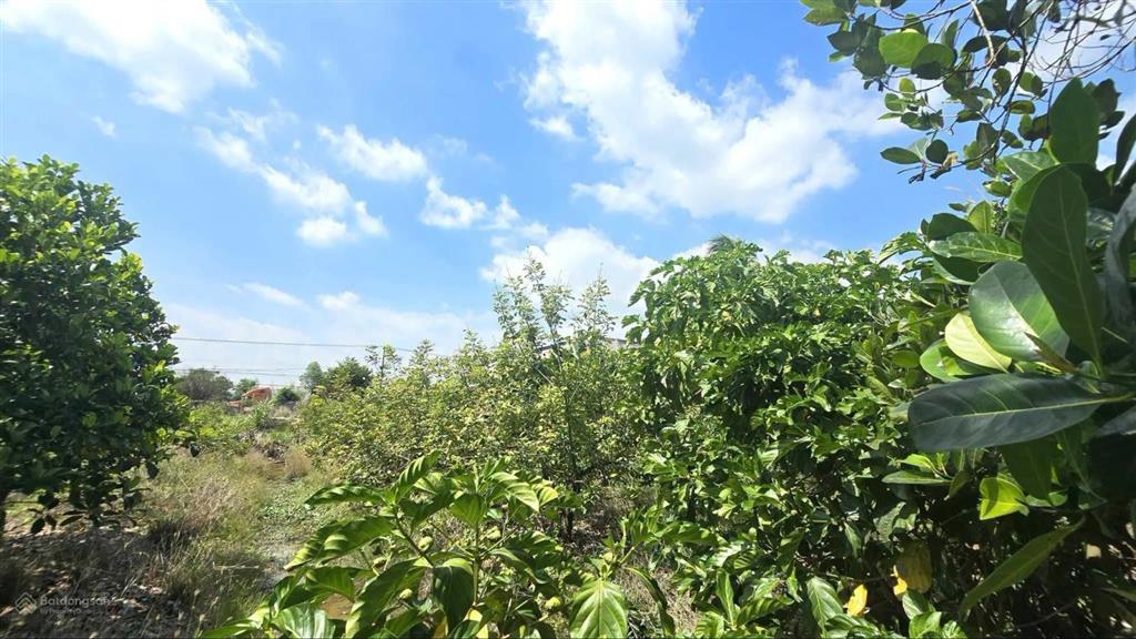 Bán đất tại ấp mương khai, xã mộc hóa, long an, 9 tỷ, 2400m2 có 1400m2 thổ, pháp lý đầy đủ