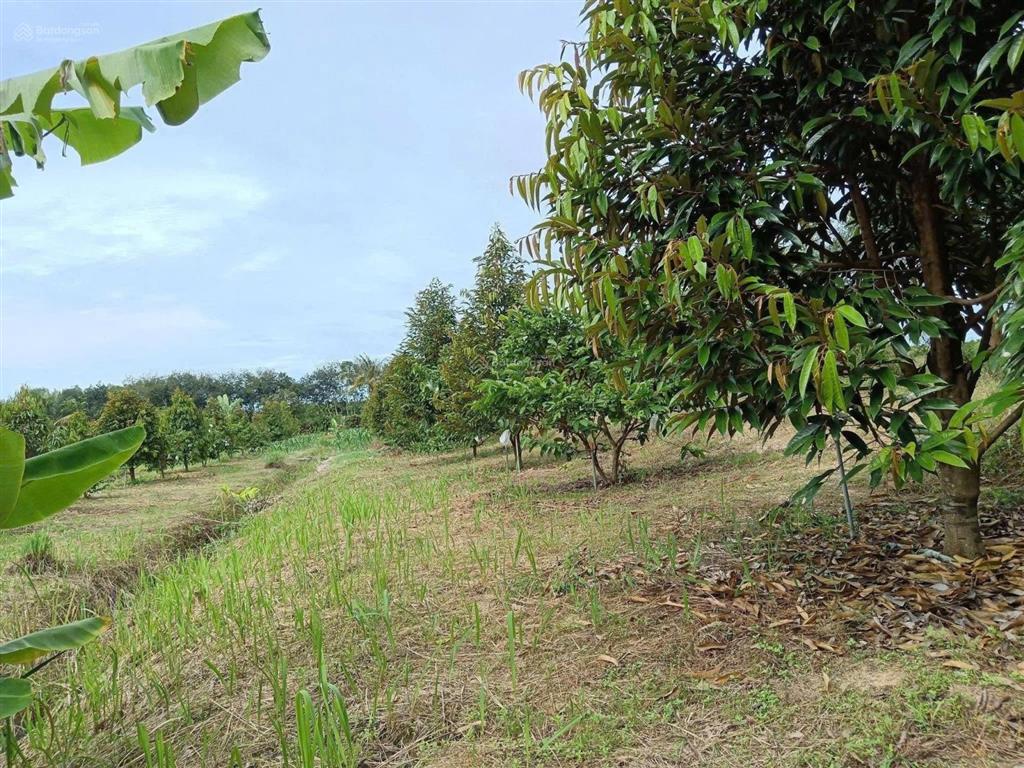 Bán đất tại tân hòa, tân châu, tây ninh giá tốt, 12 tỷ, 12883,2 m2