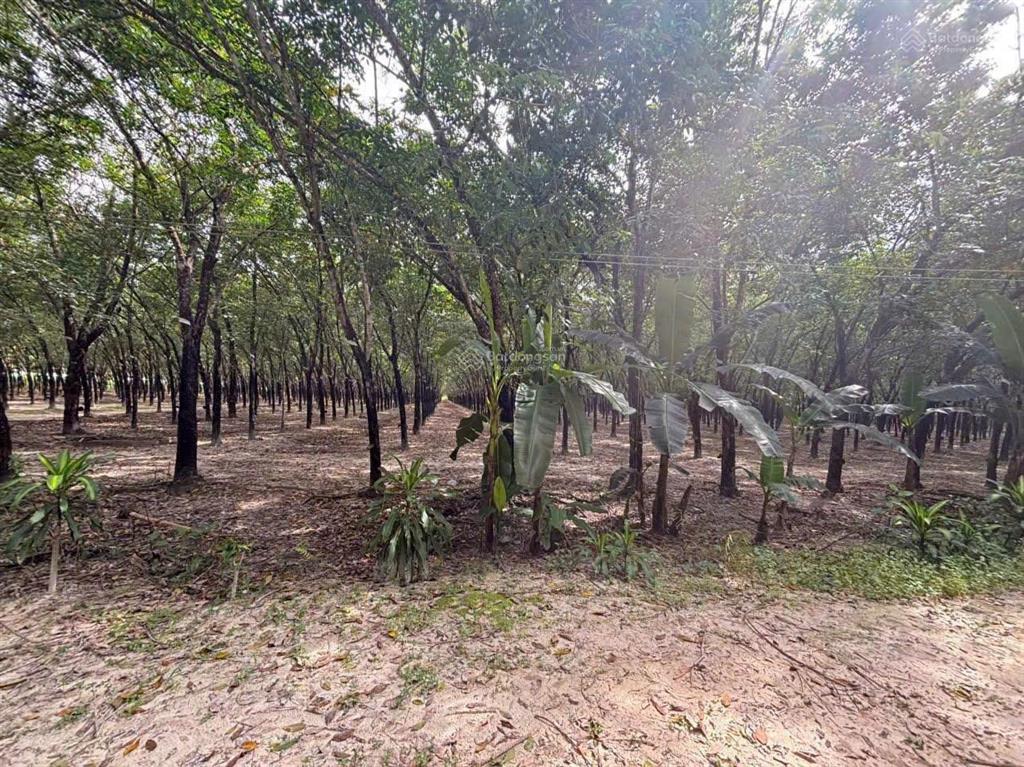 Bán đất tại xã tân hòa, 90 tỷ, 10ha làm trang trại