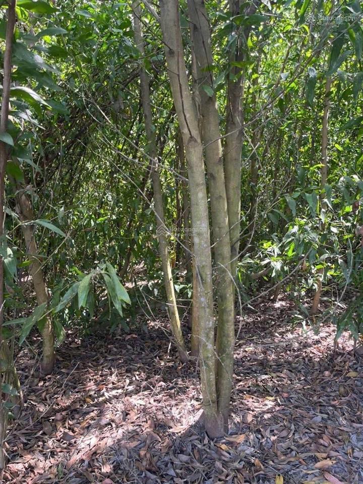 Bán đất là kho xưởng tại xã tân hòa, 78,5 tỷ, 73112.2 m2, sổ đỏ đầy đủ