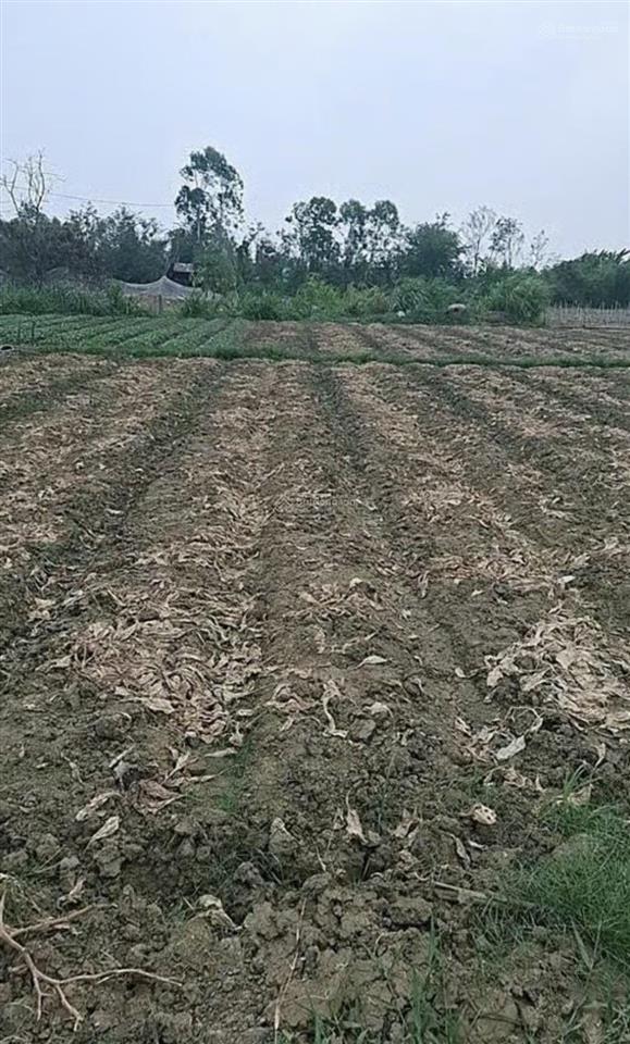 Bán đất tại tân tây, 450 triệu, 150 m2, pháp lý đầy đủ, hàng hiếm tại tiền giang