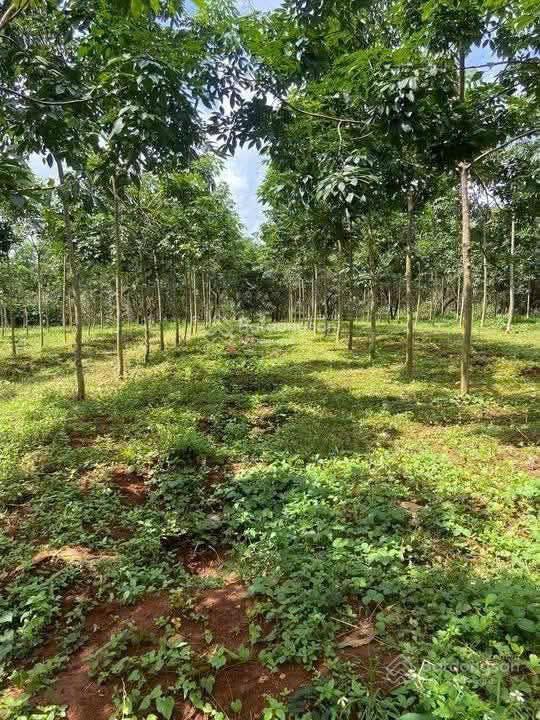 Chủ cần bán 3,2 ha cao su 4 năm tuổi đt 755b (sao bọng  đăng hà)