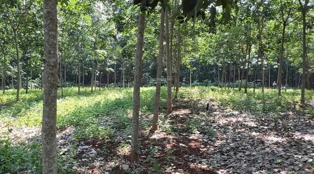 Bán đất tại lộc thành, 7,6 tỷ, 5000m2, pháp lý đầy đủ, view đẹp