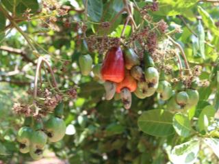 Mảnh đất vườn đẹp cận tết  giáp suối  tặng nhà container  view hồ trị an giá rẻ chỉ ở thống nhất