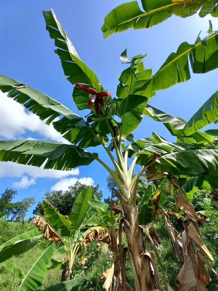 Sở hữu ngay 1350m2 mảnh vườn gia kiệm  view thống nhất về đêm  giáp long khánh