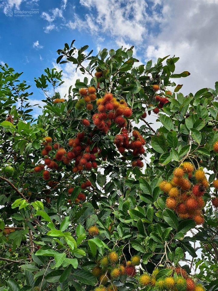 Sở hữu ngay 1350m2 mảnh vườn gia kiệm  view thống nhất về đêm  giáp long khánh