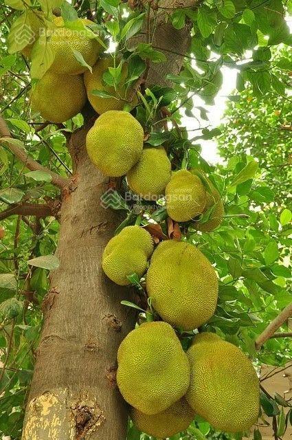 Sở hữu ngay 1350m2 mảnh vườn gia kiệm  view thống nhất về đêm  giáp long khánh