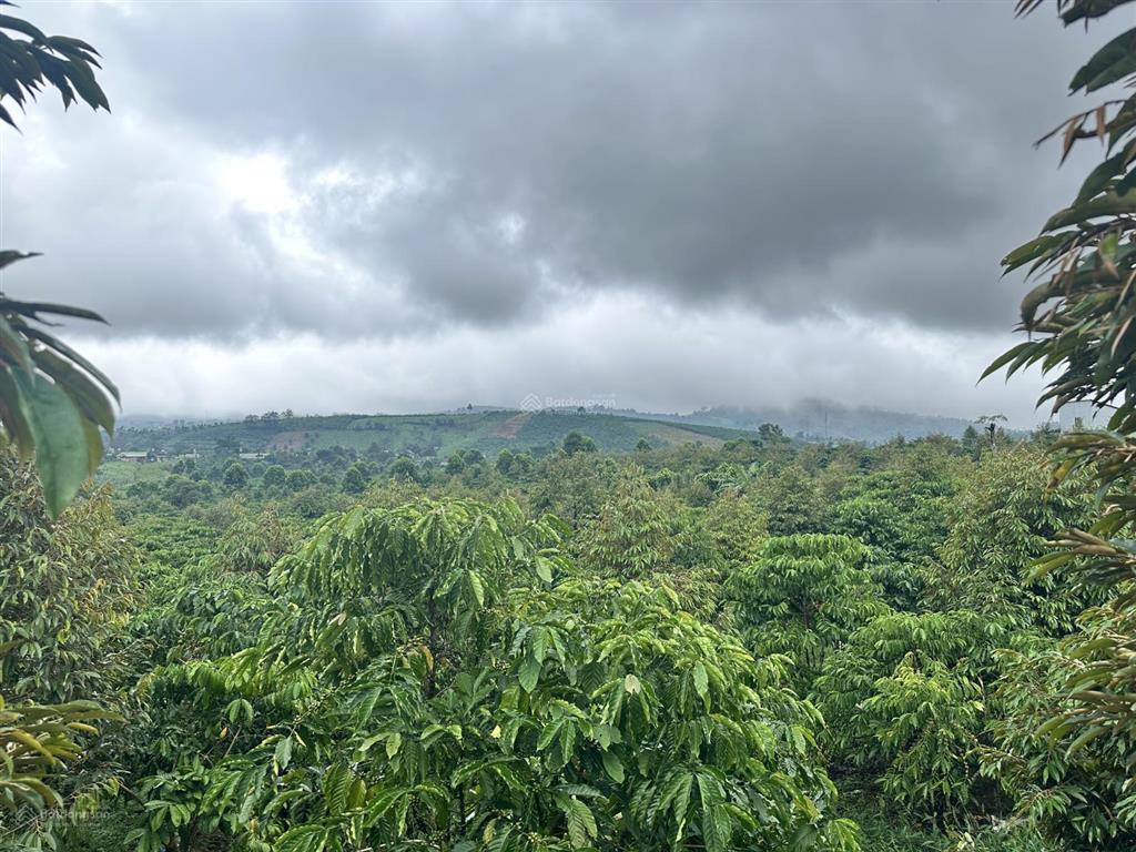 Nghỉ hưu sớm cùng farm hơn 1.65 ha chỉ cần tiếp quản và thu hoạch gồm cà phê và sầu riêng bảo lâm