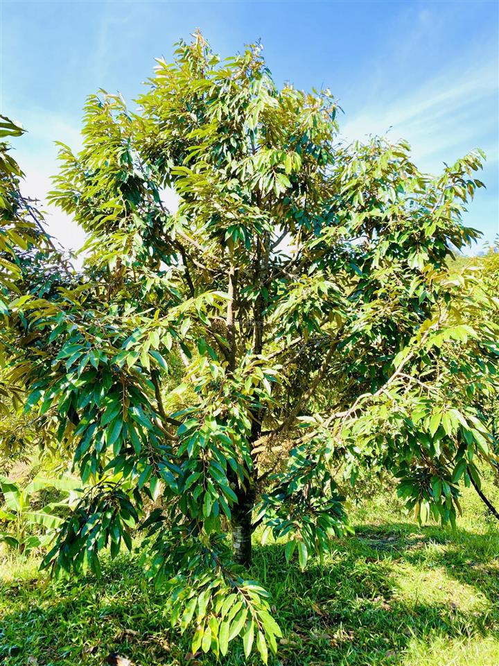 Nghỉ hưu sớm cùng farm hơn 1.65 ha chỉ cần tiếp quản và thu hoạch gồm cà phê và sầu riêng bảo lâm