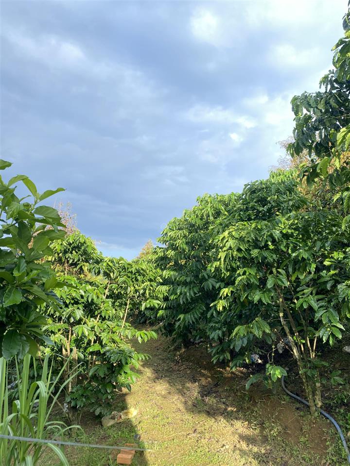 Nghỉ hưu sớm cùng farm hơn 1.65 ha chỉ cần tiếp quản và thu hoạch gồm cà phê và sầu riêng bảo lâm