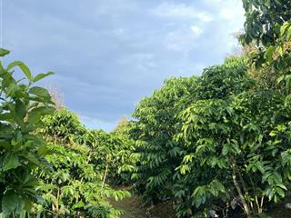 Nghỉ hưu sớm cùng farm hơn 1.65 ha chỉ cần tiếp quản và thu hoạch gồm cà phê và sầu riêng bảo lâm