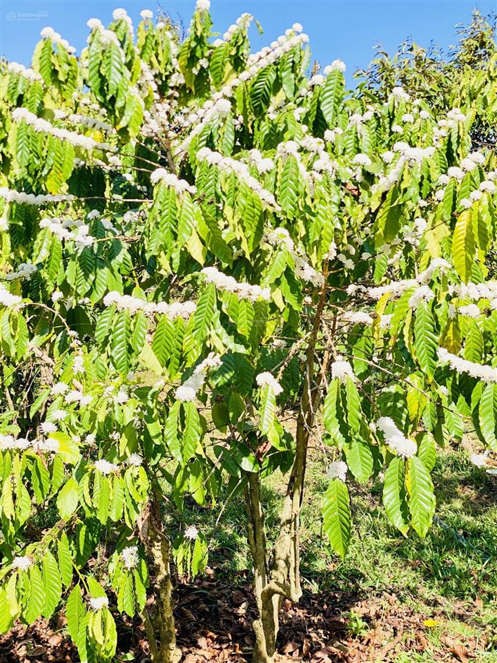 Nghỉ hưu sớm cùng farm hơn 1.65 ha chỉ cần tiếp quản và thu hoạch gồm cà phê và sầu riêng bảo lâm