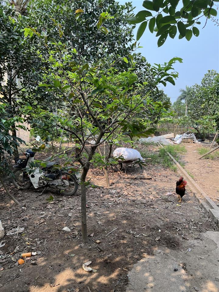 Bán đất thôn mọc xá, cao dương, thanh oai, hà nôi
