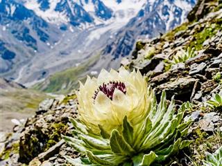 Cần cho thuê gấp căn hộ him lam nam khánh q8