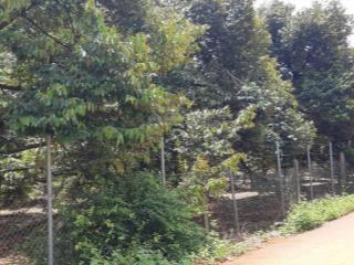 Đất vườn full sầu riêng đã cho thu hoạch tại.
xã kim long, tp. hồ chí minh (láng lớn, châu đức cũ)