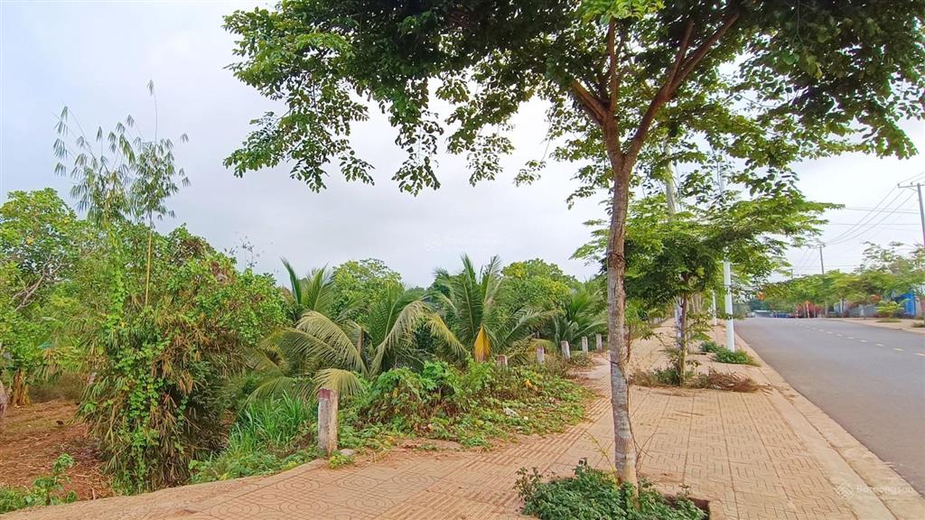 Đất 2 mặt tiền đường nhựa tim vàng tại tân lâm, 4835m² mặt tiền vi vu, giá 3,3 tỷ siêu ngon