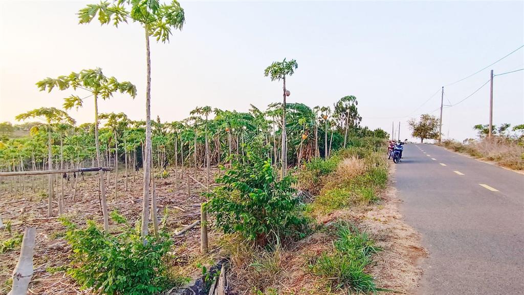 Bán gấp 3.797 m2 mặt tiền 64 m, giá 4,2 tỷ. khu hồ đá bàng long tân mặt tiền hướng đông phong thuỷ