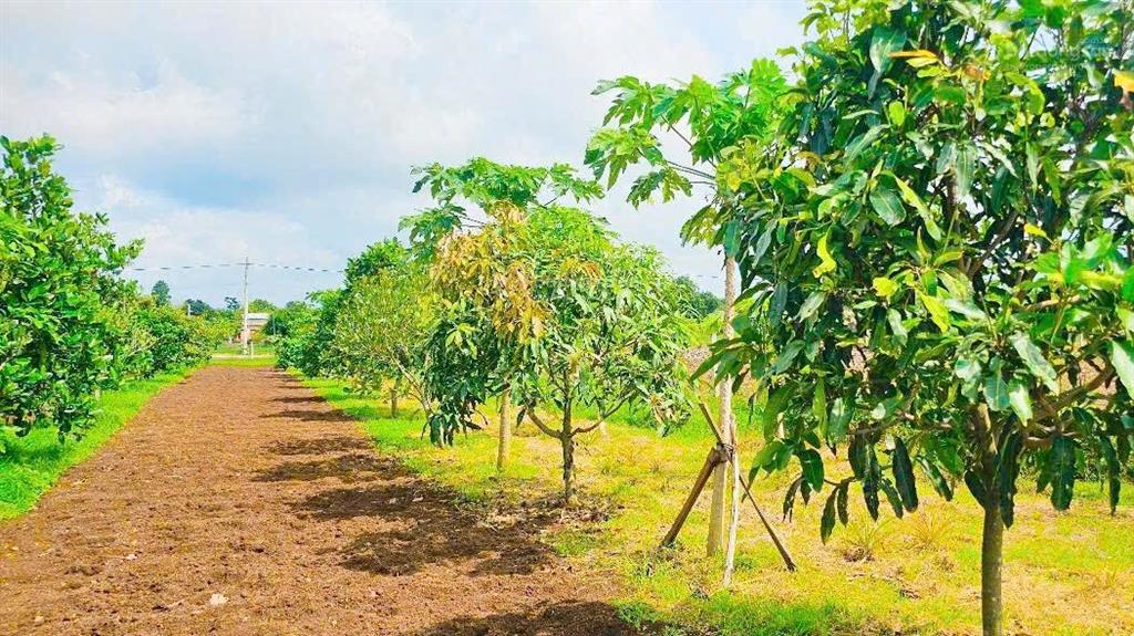 Giảm 4,35 tỷ sở hữu 4363 m2 vườn cây ăn trái tổng hợp tại xã bình giã mặt tiền nhựa view cánh đồng