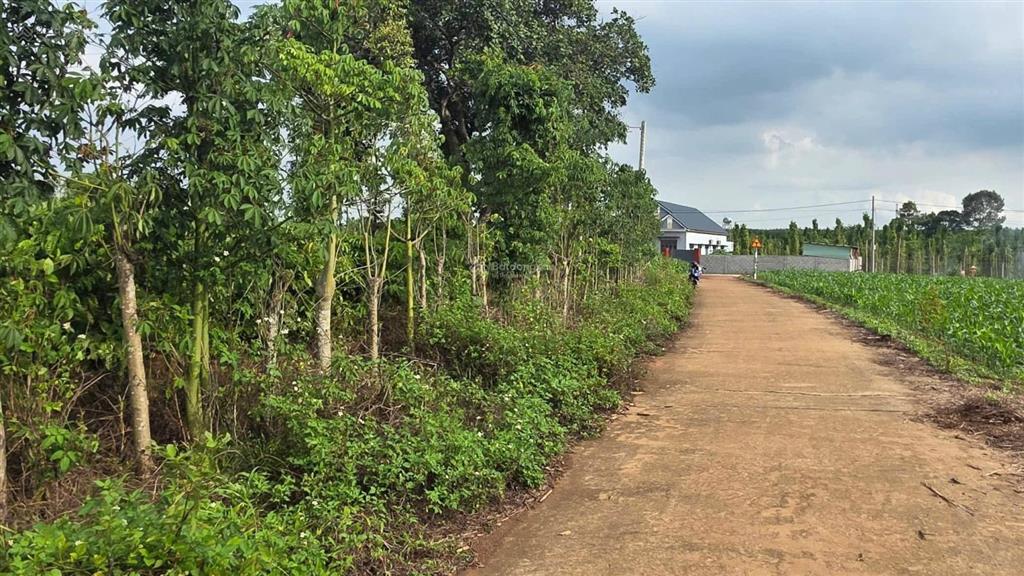 3,3 tỷ có đất sào gần ql 56 cạnh trung tâm xã bàu chinh bà rịa vũng tàu siêu đẹp 44 m mặt tiền