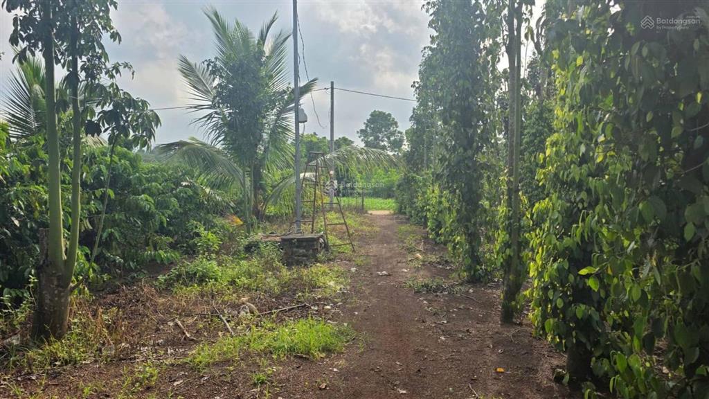 3,3 tỷ có đất sào gần ql 56 cạnh trung tâm xã bàu chinh bà rịa vũng tàu siêu đẹp 44 m mặt tiền