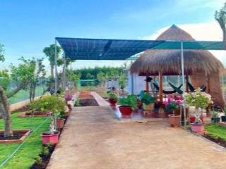 Nhà vườn 2,5 tỷ đường 992 long tân xã đất đỏ cần bán gấp vị trí siêu đẹp dt 1067 m² 80 tc siêu vip