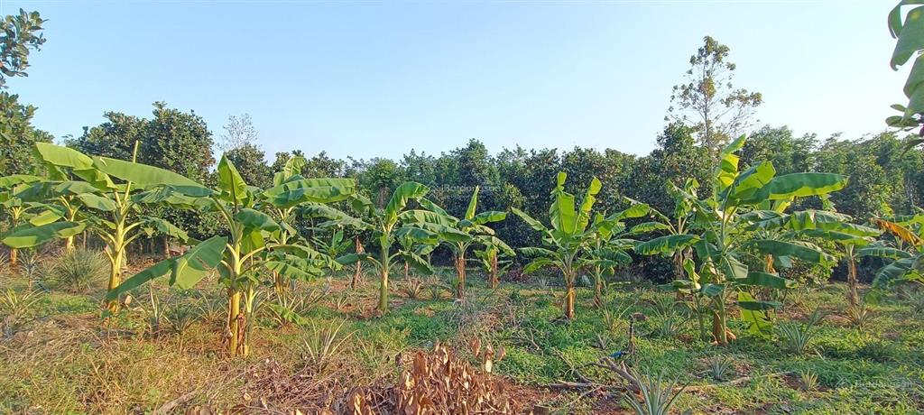 4000m2(200 tc)|giá 6,2 tỷ đất sát ql 56 & trung tâm ngãi giao và mặt tiền 50 m vuông vức siêu đẹp