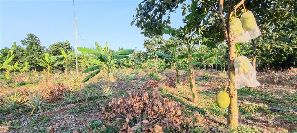 4000m2(200 tc)|giá 6,2 tỷ đất sát ql 56 & trung tâm ngãi giao và mặt tiền 50 m vuông vức siêu đẹp